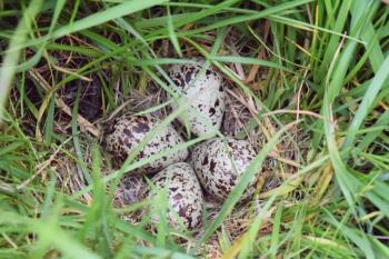 Eieren tureluur in kruidenrijk grasland (2017)